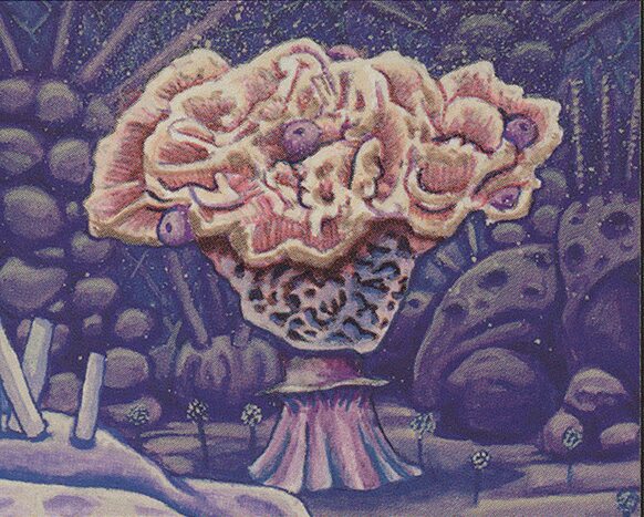 Fungal Bloom
